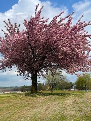 IMG 0202